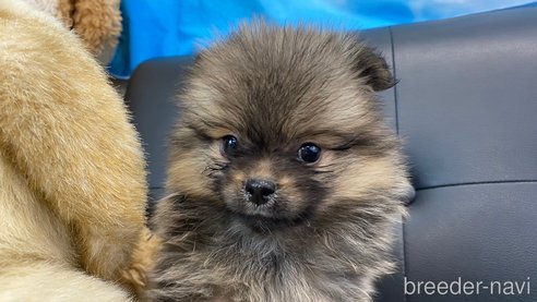 成約済の兵庫県のポメチワ:ポメラニアン×チワワ-323682の8枚目